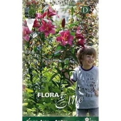 BULBI AUTUNNALI LILIUM GIGANTE PURPLE PRINCE FÖRPACKNING 2 BULBI BULBS BULBES