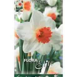 BULBI AUTUNNALI NARCIS MED STOR KOPP KALL FLAME FÖRPACKNING MED 5 BULBER BULBS BULBES