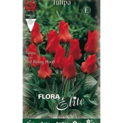BULBIFORES AUTUMNÄRA AV TULPAN GREIGII RIDING HOOD FÖRPACKNING MED 10 BULBIFORES BULBS BULBES