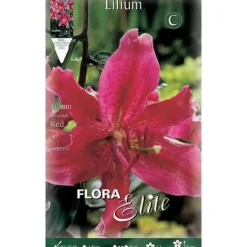 BULBSPRING LILIUM ORIENTAL RÖD FÖRPACKNING MED 2 BULBER