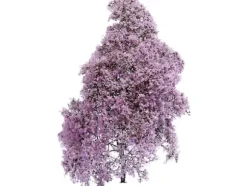 Busch 3587 Buske Vårlila, Blommande