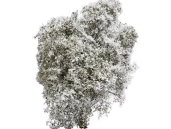 Busch 3585 Buske Vårvit, Blommande