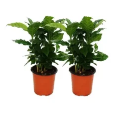 Caféier (Coffea arabica) 2 Växt - Inomhusväxt