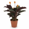 Calathea Crocata Krukväxt Ø14 cm, Höjd ca 40 cm – Levande Inredning