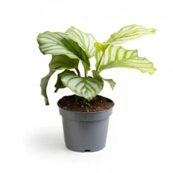 Calathea Orbifolia Krukväxt - Ø12 cm Kruka, ca 25 cm Hög