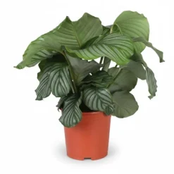 Calathea Orbifolia Krukväxt Ø21 cm, Höjd ca 70 cm
