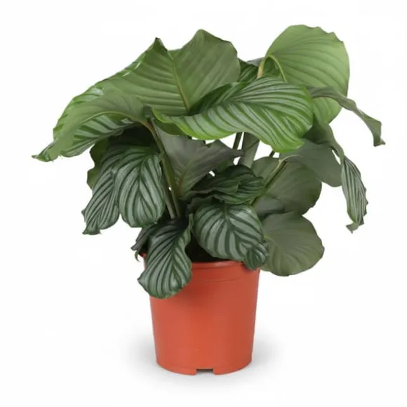 Calathea Orbifolia Krukväxt Ø21 cm, Höjd ca 70 cm