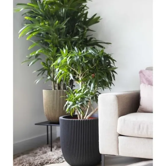 CAPI EUROPE RIB NL Kulblomkruka - 43x41 cm - Svart