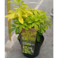 CHOISYA TERNATA BRICA ORANGE MEXICAN POT 17CM EVERGREEN