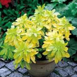 CHOISYA TERNATA BRICA ORANGE MEXICAN POT 17CM EVERGREEN