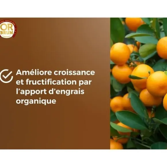 Citrus- och medelhavsjord - GULD BRUN - OBRTAG20N - 20 L