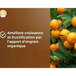 Citrus- och medelhavsjord - BRUN GULD - OBRTAGR6U - 6L - Olivträd, palmer och cycas