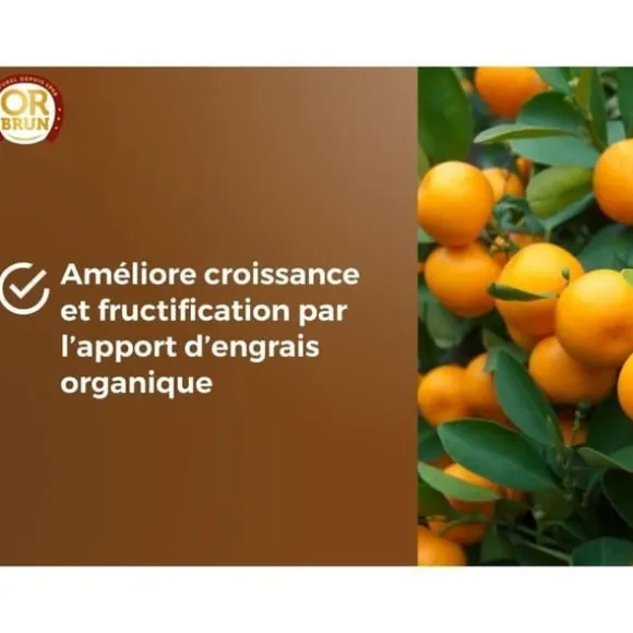 Citrus- och medelhavsjord - BRUN GULD - OBRTAGR6U - 6L - Olivträd, palmer och cycas