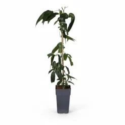 Clematis Armandii Klätterväxt 4-pack, Kruka Ø15cm, Höjd ca 65cm