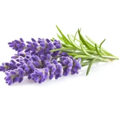 Click & Grow Plant Pod Lavendel 9st