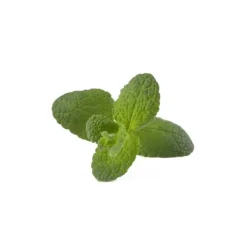 Click & Grow Smart Garden Refill 3-pack - Äpple Mynta (SGR79X3)