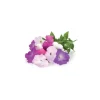 Click & Grow Smart Garden refill Petunia 3st
