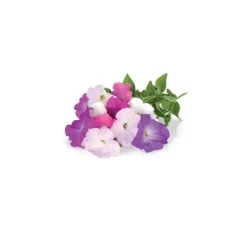 Click & Grow Smart Garden refill Petunia 3st