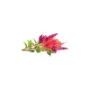 Click & Grow Smart Garden refill Cockscomb 3st