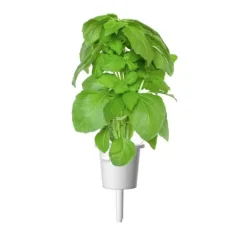 Click & Grow Smart Garden refill Marseille Basil 3st