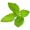 Click & Grow Smart Garden refill Holy Basil 3st