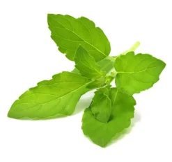 Click & Grow Smart Garden refill Holy Basil 3st