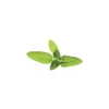 Click & Grow Smart Garden refill Sage 3st