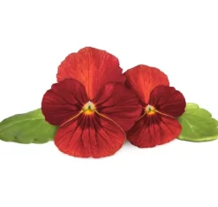 Click & Grow Smart Garden Refill Red Pansy 3st