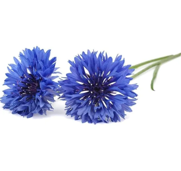 Click & Grow Smart Garden refill Blåklint 3st