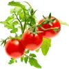 Click & Grow Smart Garden refill Mini Tomato 3st