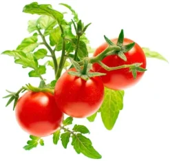 Click & Grow Smart Garden refill Mini Tomato 3st