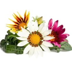 Click & Grow Smart Refill Gasania 3st