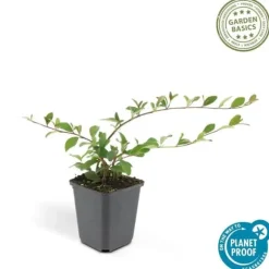 Couvre-sol - Cotoneaster dammeri - Cotoneaster nain - Kruka på 9 cm - Set med 60 växter