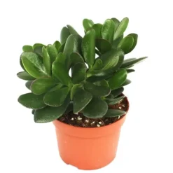 Crassula portulacea - pengarträd - stor krukväxt i 12 cm