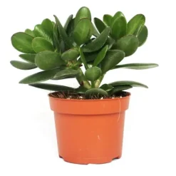 Crassula portulacea - pengarträd - stor krukväxt i 12 cm