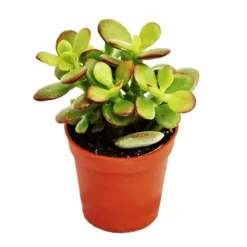 Crassula portulacea minor - Penny Tree - i kruka på 5,5 cm