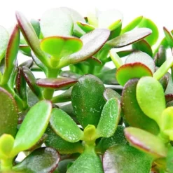 Crassula portulacea minor - Penny Tree - i kruka på 5,5 cm
