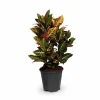 Crotonväxt Ø17 cm, Höjd ca 55 cm - Färgglad Inomhusväxt
