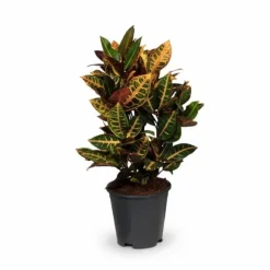 Crotonväxt Ø17 cm, Höjd ca 55 cm - Färgglad Inomhusväxt