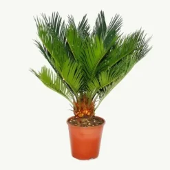 Cycas revoluta - - Japansk palmormbunke med knöl - 12cm kruka