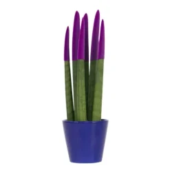 Cylindrisk svärmorstunga - Sansevieria cylindrica - Höjd 20-40cm - ⌀9cm