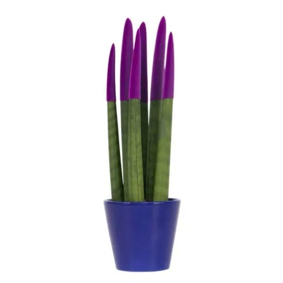 Cylindrisk svärmorstunga - Sansevieria cylindrica - Höjd 20-40cm - ⌀9cm