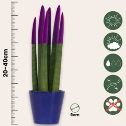 Cylindrisk svärmorstunga - Sansevieria cylindrica - Höjd 20-40cm - ⌀9cm