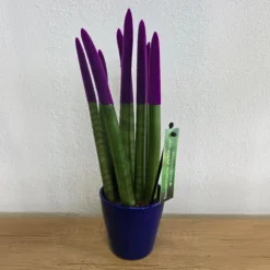 Cylindrisk svärmorstunga - Sansevieria cylindrica - Höjd 20-40cm - ⌀9cm
