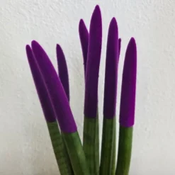 Cylindrisk svärmorstunga - Sansevieria cylindrica - Höjd 20-40cm - ⌀9cm