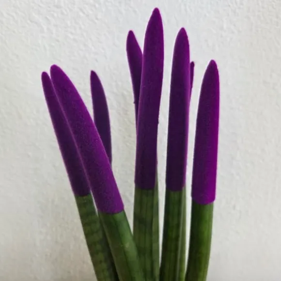 Cylindrisk svärmorstunga - Sansevieria cylindrica - Höjd 20-40cm - ⌀9cm