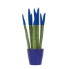 Cylindrisk svärmorstunga - Sansevieria cylindrica - Höjd 20-40cm - ⌀9cm