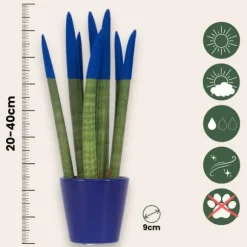 Cylindrisk svärmorstunga - Sansevieria cylindrica - Höjd 20-40cm - ⌀9cm