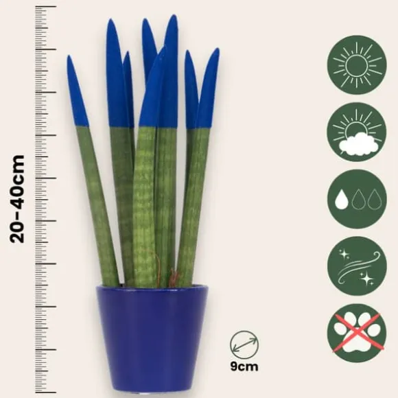 Cylindrisk svärmorstunga - Sansevieria cylindrica - Höjd 20-40cm - ⌀9cm