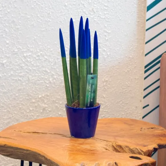 Cylindrisk svärmorstunga - Sansevieria cylindrica - Höjd 20-40cm - ⌀9cm